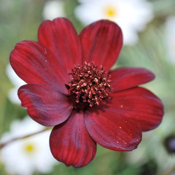 Ilustrasi bunga cosmos cokelat atau chocolate cosmos (Cosmos atrosanguineus).