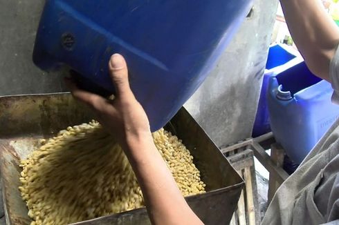 Kementan Targetkan Produksi Kedelai Lokal Capai 500.000 Ton