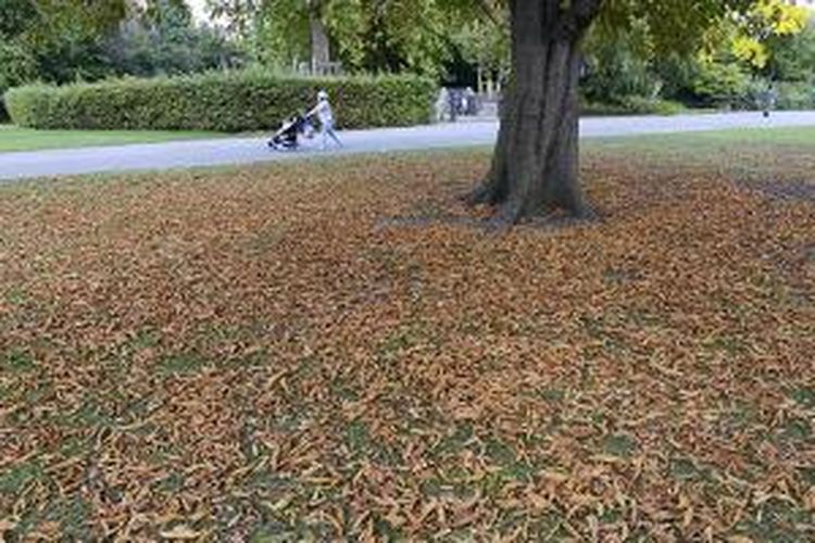 Daun Gugur di Regent's Park, London, Inggris.