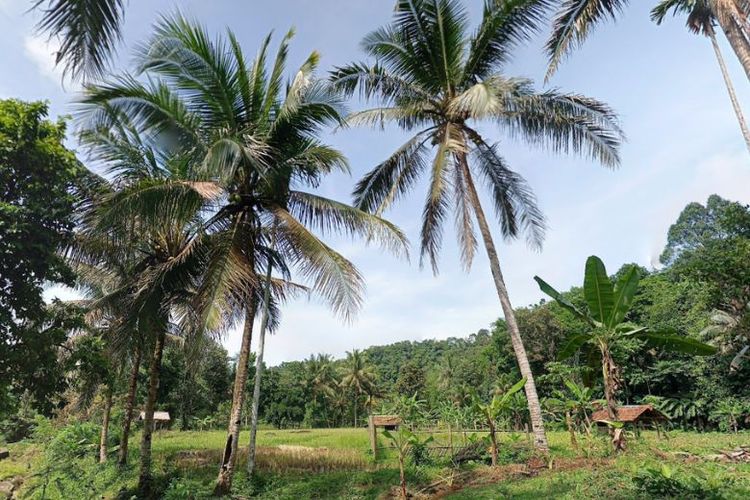 Persawahan Desa Mekarwangi, Kecamatan Saketi, Kabupaten Pandeglang, Banten.