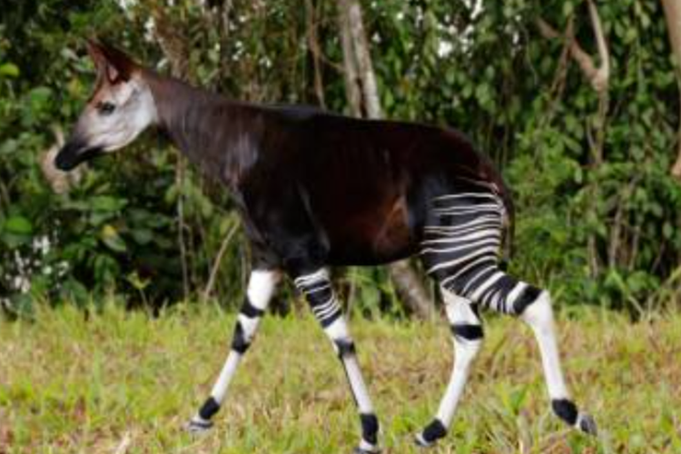 Okapi, satwa langka yang dijuluki jerapah hutan, menjadi daya tarik utama Rainforest Wild Adventure East. Spesies asal Afrika Tengah ini untuk pertama kalinya hadir di Asia Tenggara.