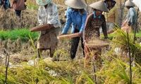 PISAgro Bidik 44 Juta Petani Kecil untuk Masuk Ekosistem Kemitraan