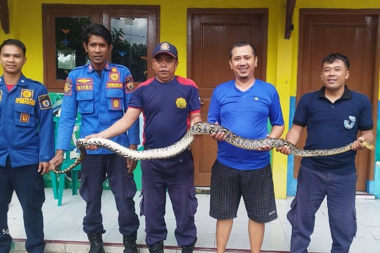 Warga Jember temukan ular piton sepanjang 4 meter pada Minggu (9/6/2024)