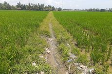 Petani Karawang Mengeluh Kekurangan Suplai Air ke Sawah, Wabup Aep: Akibat Pendangkalan Irigasi