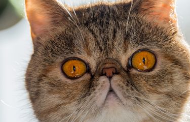 Ilustrasi kucing Persia. 