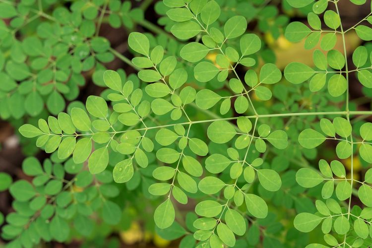 Ilustrasi daun kelor. 