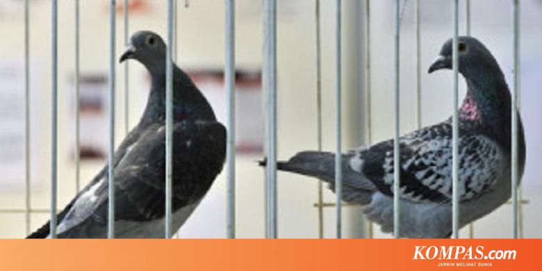 China Masih Tahan Ratusan Merpati Balap