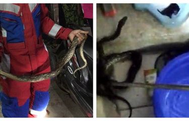 Seekor ular sanca sepanjang 1,5 meter mengagetkan warga Kelapa Gading saat bab di kamar mandi pada Jumat (28/4/2023) malam