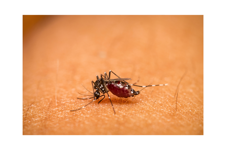 ilustrasi nyamuk hisap darah