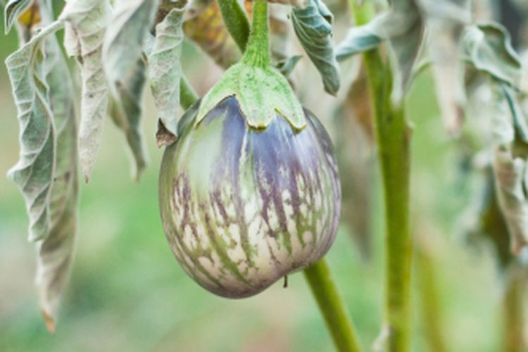 Ilustrasi tanaman terong yang layu