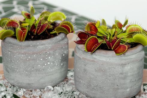 Mengenal Venus Flytrap, Tanaman Pemakan Serangga yang Unik