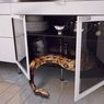5 Cara Mencegah Ular Bersembunyi di Dapur, Bisa Pelihara Kucing
