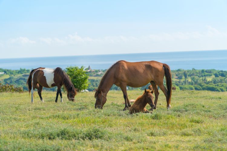 Kuda-kuda tengah merumput di padang savana Pulau Sumba, NTT