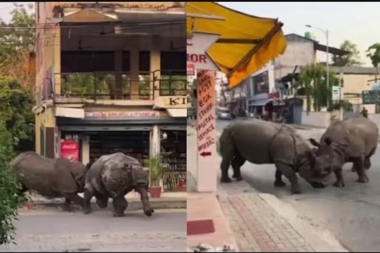 2 Badak Bercula Satu Duel di Jalan Umum, Wisatawan Kaget