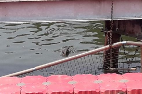 Pencarian Buaya Dihentikan, Masyarakat Diminta Tak Dekati Tepian Kali Anak Ciliwung