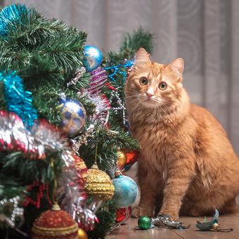 Ilustrasi pohon Natal dan kucing.