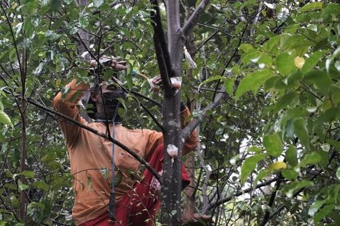 Daerah Penghasil Gaharu di Indonesia, Kayu Termahal di Dunia yang Mulai Langka