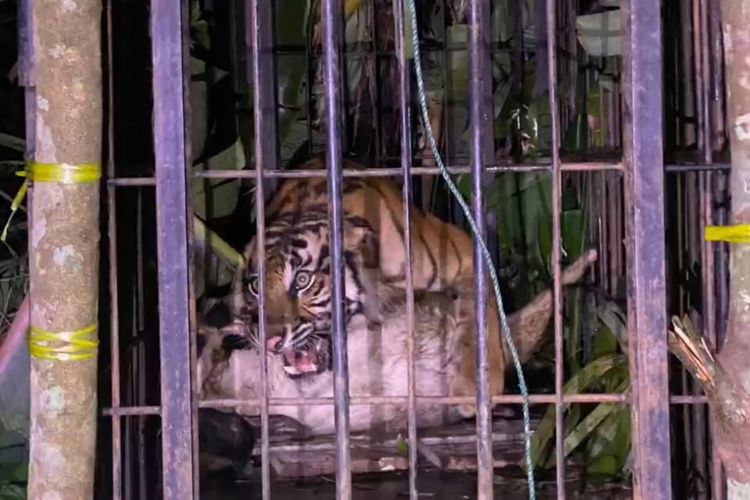 Dievakuasi ke Kebun Binatang, Harimau Sumatera yang Masuk Perangkap di Agam Diberi Nama Sari Palita