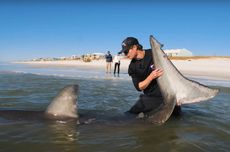 Pria Ini Sendirian Tangkap Hiu Putih Seberat 544 Kg di Pantai Florida