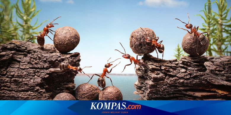 Mengapa Semut Berhenti Setiap Berpapasan dengan Semut Lainnya?