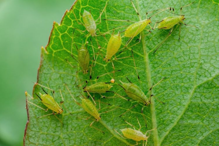 Ilustrasi kutu daun.