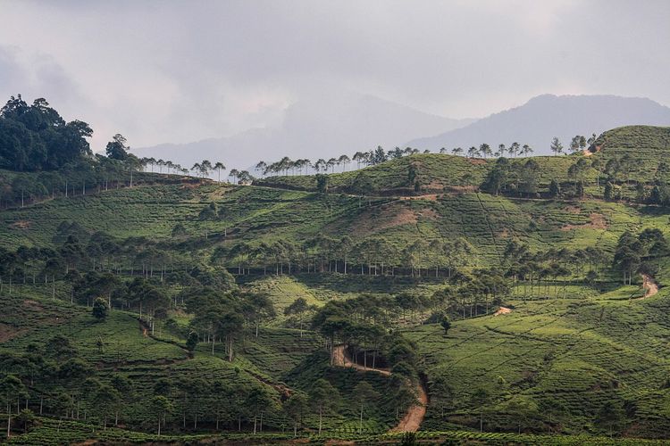 Pemandangan Puncak.