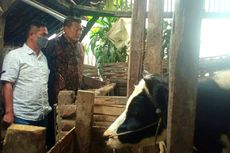 Akibat Wabah PMK, Produksi Susu di Pujon Malang Turun hingga 40 Persen