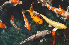 Mengenal Hanako, Ikan Koi Tertua di Dunia yang Berumur 226 Tahun
