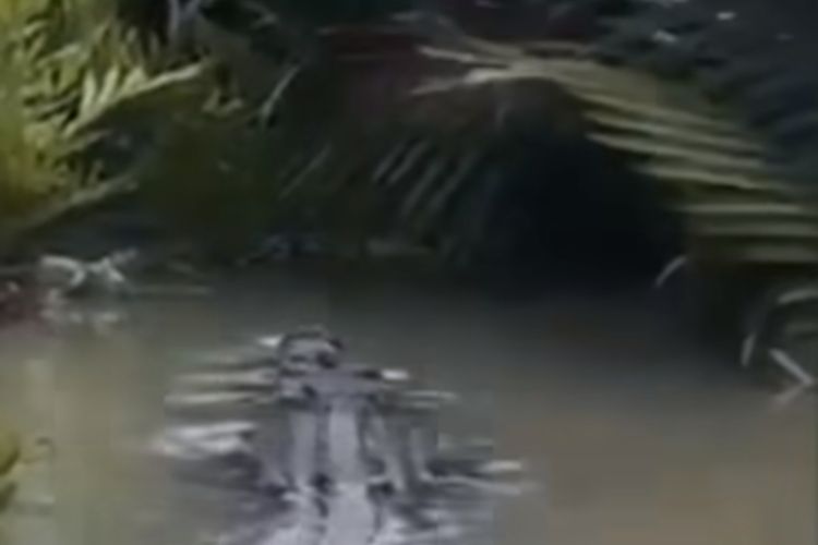 Potongan video penampakan buaya berukuran besar di Sungai Paluh Putri, Kecamatan Medan Labuhan, Kota Medan. 
