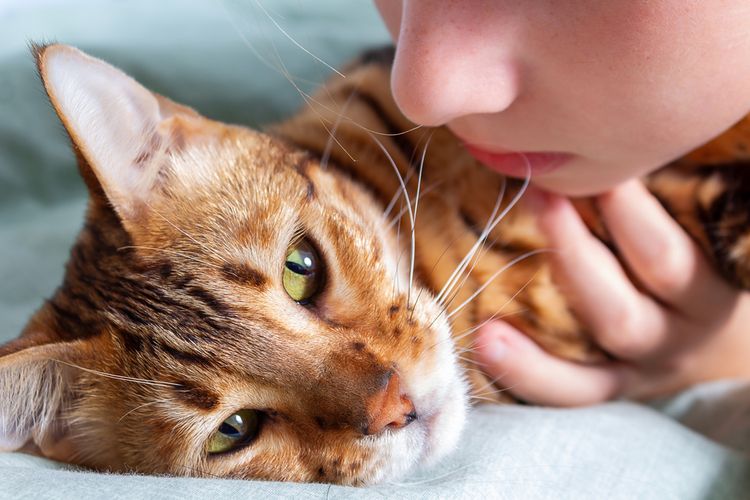 Ketahui 6 Tanda Kucing Akan Mati Halaman All Kompas 