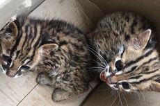 Sempat Dipelihara Warga, 2 Kucing Kuwuk Akhirnya Diserahkan ke BBKSDA