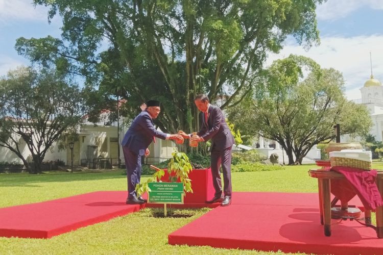 Presiden Joko Widodo dan PM Malaysia Anwar Ibrahim menanam Pohon Merawan di Istana Kepresidenan Bogor, Senin (9/1/2023).