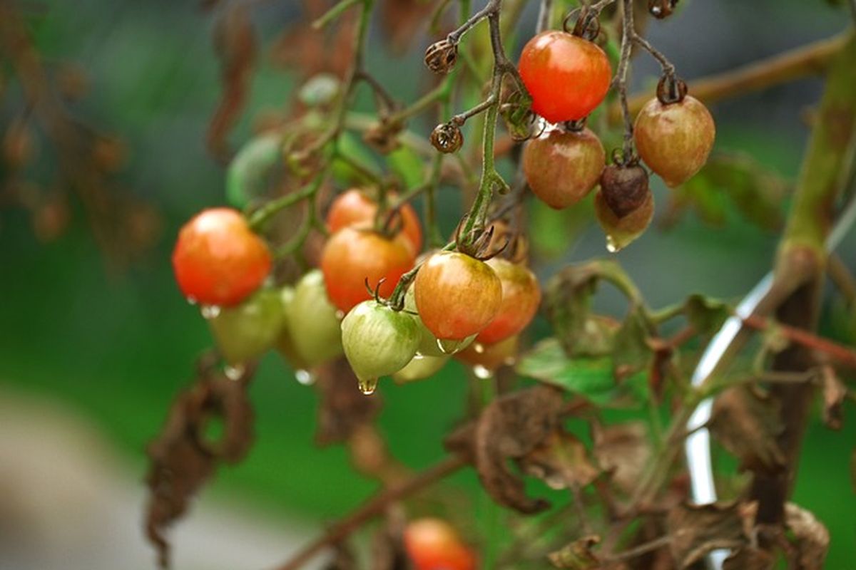 Ilustrasi tanaman terserang penyakit