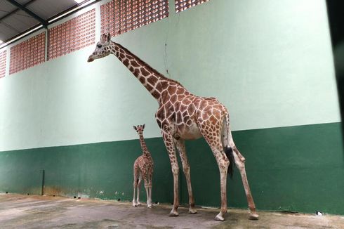 Mengenal Corona, Seekor Bayi Jerapah yang Lahir di Taman Safari Prigen Pasuruan