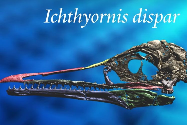 Tengkorak Ichthyornis dispar