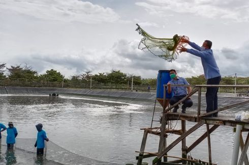 Pantai Selatan Jawa Ditargetkan Jadi Sentra Budidaya Udang 