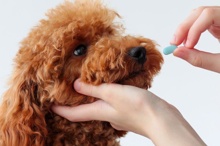 Penyebab, Gejala, Pengobatan, dan Cara Mencegah Batuk Anjing Halaman all - Kompas.com