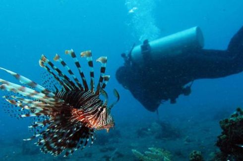 Jenazah Diduga Wisatawan Swedia Ditemukan di Perairan Pulau Komodo