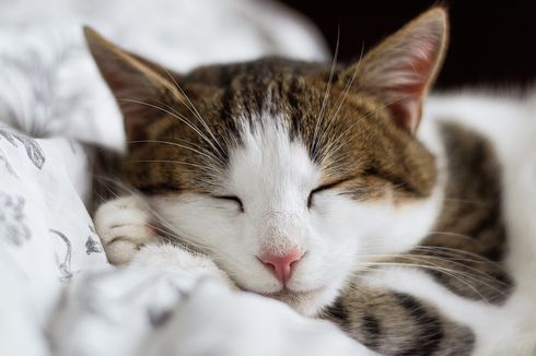 Kenali 9 Macam Gaya Tidur Kucing, Apa Saja Artinya?