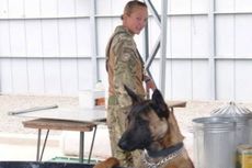 Dua Anjing Pahlawan Militer Ini Selamat dari Eutanasia