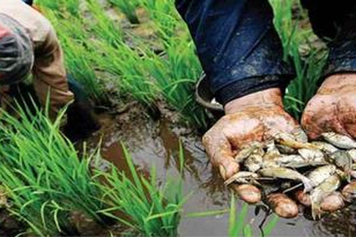 Petani di Desa Wangisaraga, Majalaya, Bandung, Jawa Barat memanen ikan yang dipelihara di sawah, Rabu (20/4). Mina padi semacam ini membantu petani meningkatkan pendapatan dan dapat mendongkrak volume produksi padi.