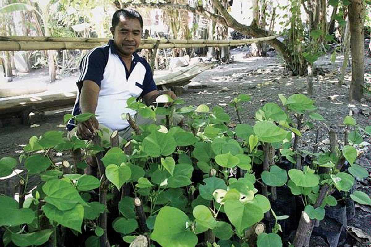 Abdul Hamid sedang mengamati persemaian bibit pohon waru di Kelurahan Tanjung, Kecamatan Ende Selatan, Kabupaten Ende, Nusa Tenggara Timur, Sabtu (4/6). Warga setempat giat menanam pohon waru, pohon asam, dan pohon pandan  untuk mengurangi risiko abrasi akibat gelombang pasang  yang tiap tahun melanda wilayah tersebut.