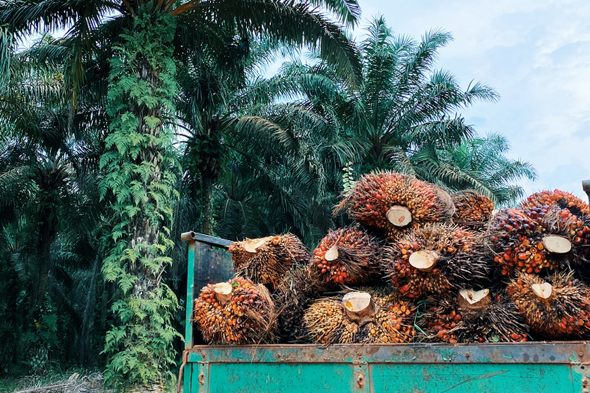 Produksi tandan buah segar hasil dari perkebuhan sawit PT Permata Putera Mandiri (PPM) dan PT Putera Manunggal Perkasa (PMP), dua anak perusahaan PT Austindo Nusantara Jaya Tbk (ANJ) meningkat.