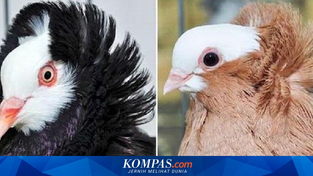 Merpati berjambul