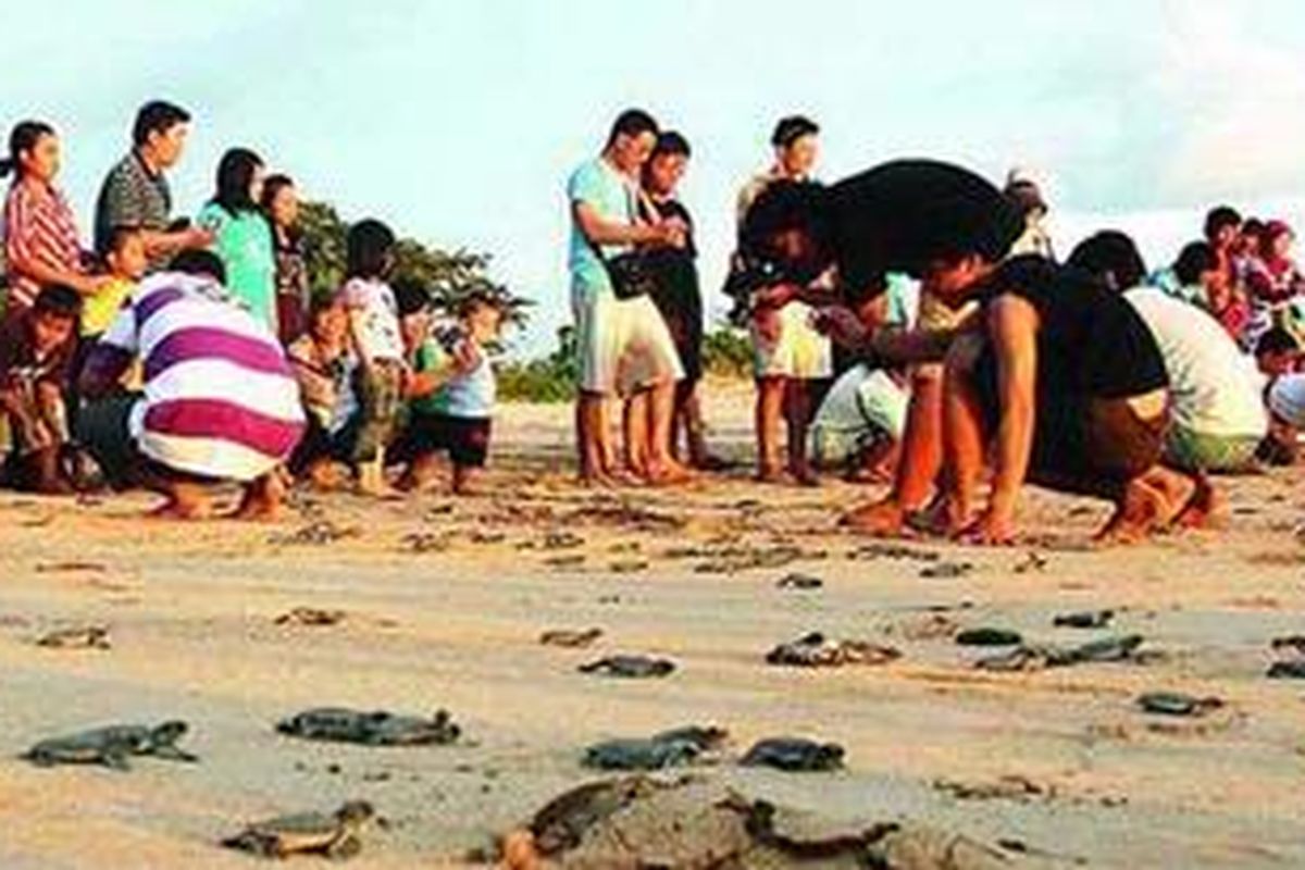 Melepas tukik ke laut, 24 Desember 2010, menjadi pengalaman tak terlupakan bagi pengunjung Pantai Pangumbahan di Ujung Genteng.