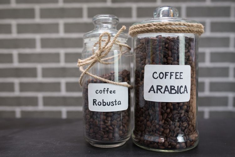 Ilustrasi biji kopi arabika dan kopi robusta.