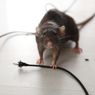 Waspada, Ini 11 Tanda Tikus Menggigit Kabel Listrik