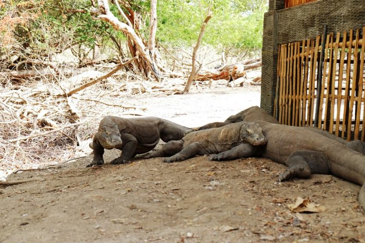 Sekumpulan Komodo yang ada di Pulau Rinca, di kawasan TN Komodo, NTT, Selasa (13/11/2018).