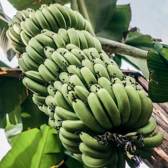 Ilustrasi pohon pisang, tanaman pisang, budidaya pisang.