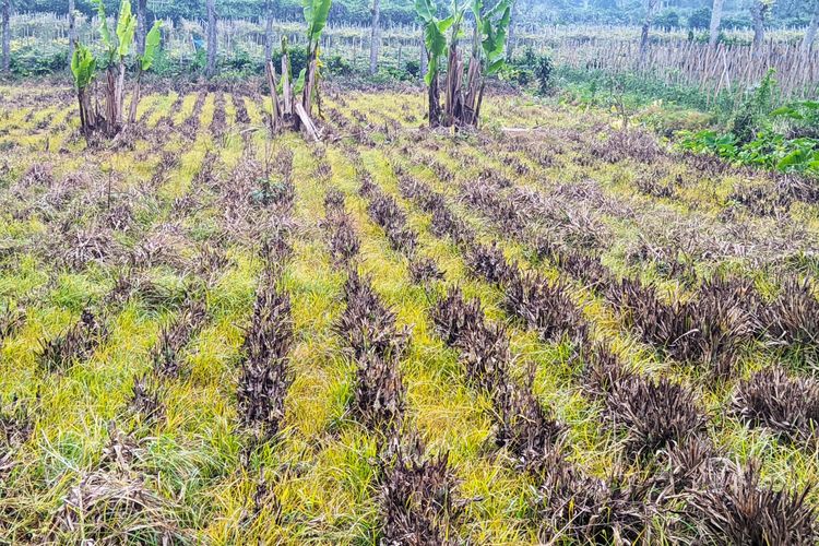 Foto tanaman nanas madu di Desa Pulosari, Kabupaten Pemalang yang dimusnahkan pemiliknya 
